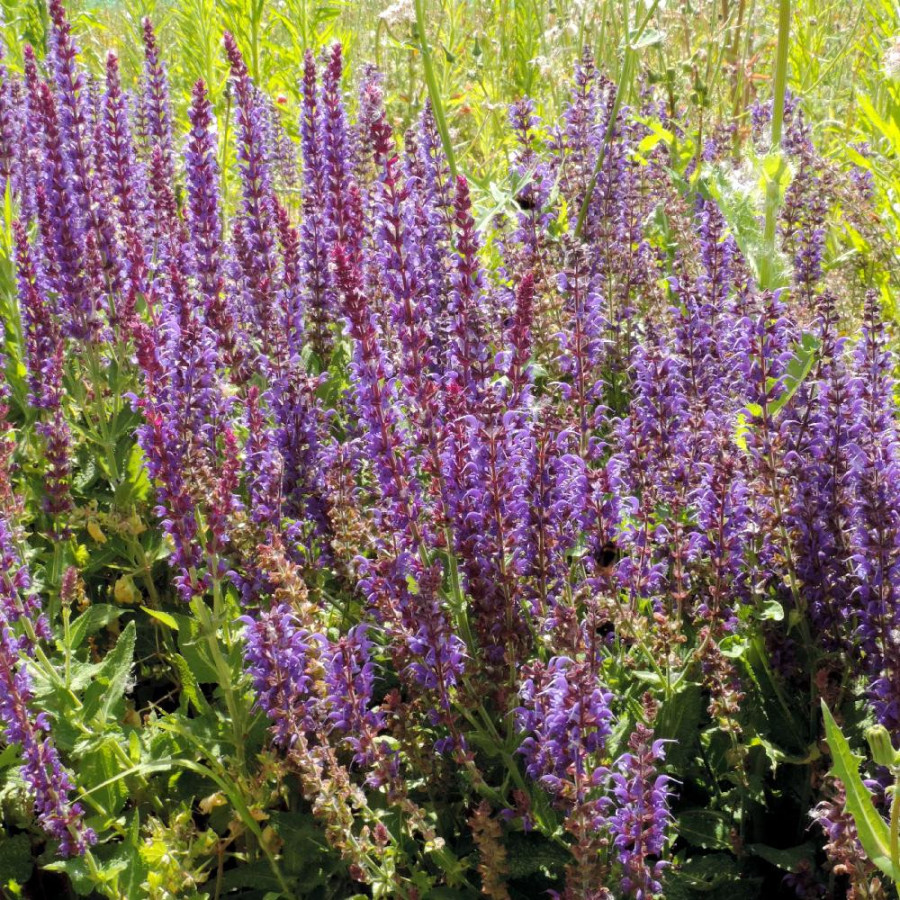 Plantes Vivaces SALVIA nemorosa 'Mainacht' - Sauge en vente - Pépinière Lepage .