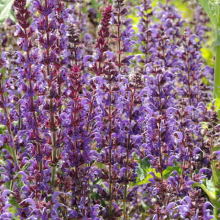 Plantes Vivaces SALVIA nemorosa 'Mainacht' - Sauge en vente - Pépinière Lepage .