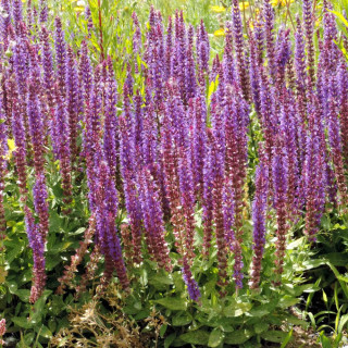 SALVIA nemorosa 'Lubeca'
