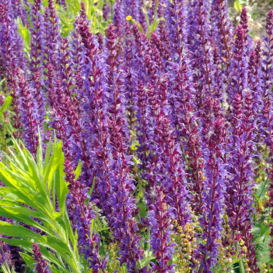 Plantes Vivaces SALVIA nemorosa 'Lubeca' - Sauge en vente - Pépinière Lepage .