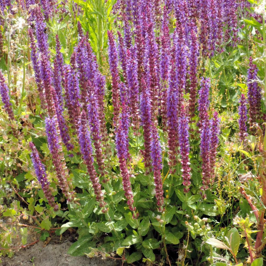 Plantes Vivaces SALVIA nemorosa 'Lubeca' - Sauge en vente - Pépinière Lepage .