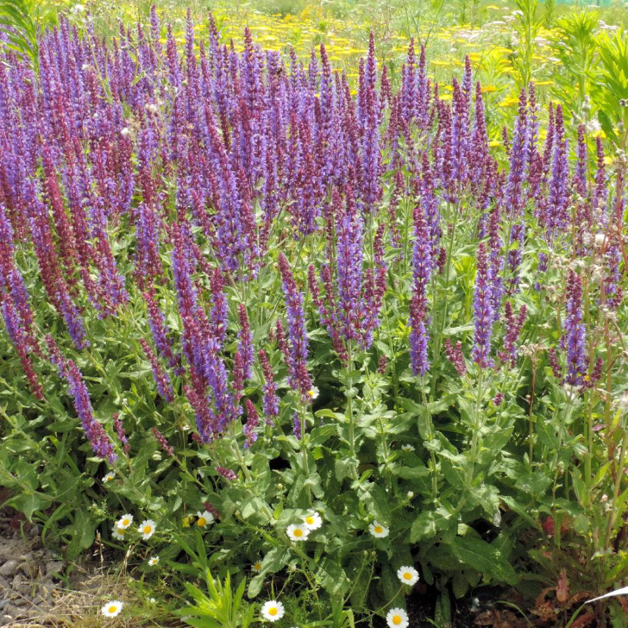 Plantes Vivaces SALVIA nemorosa 'Jan Spruyt' - Sauge en vente - Pépinière Lepage .