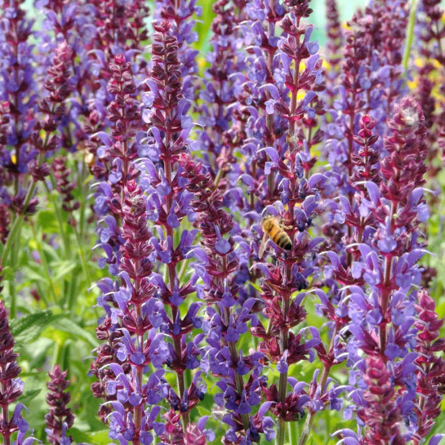 Plantes Vivaces SALVIA nemorosa 'Jan Spruyt' - Sauge en vente - Pépinière Lepage .