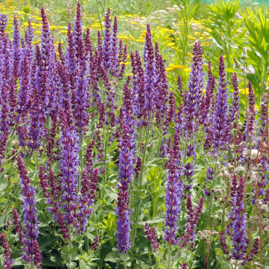Plantes Vivaces SALVIA nemorosa 'Jan Spruyt' - Sauge en vente - Pépinière Lepage .
