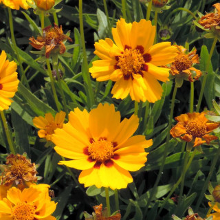 Plantes Vivaces COREOPSIS grandiflora 'Domino' - Coréopsis à grandes fleurs en vente - Pépinière Lepage .