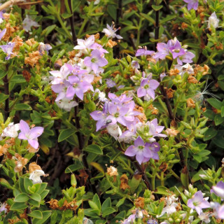 Plantes Vivaces HEBE 'Youngii' ('Carl Teschner') - Véronique arbustive en vente - Pépinière Lepage .