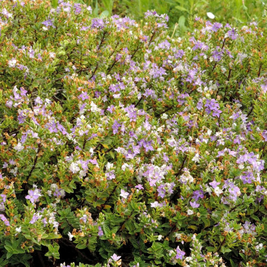 Plantes Vivaces HEBE 'Youngii' ('Carl Teschner') - Véronique arbustive en vente - Pépinière Lepage .