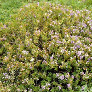 Plantes Vivaces HEBE 'Youngii' ('Carl Teschner') - Véronique arbustive en vente - Pépinière Lepage .