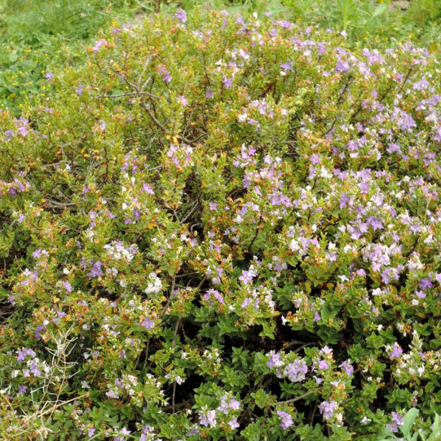 Plantes Vivaces HEBE 'Youngii' ('Carl Teschner') - Véronique arbustive en vente - Pépinière Lepage .