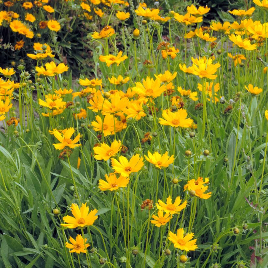 Plantes Vivaces COREOPSIS lanceolata 'Launa' - Coréopsis lancéolé en vente - Pépinière Lepage .