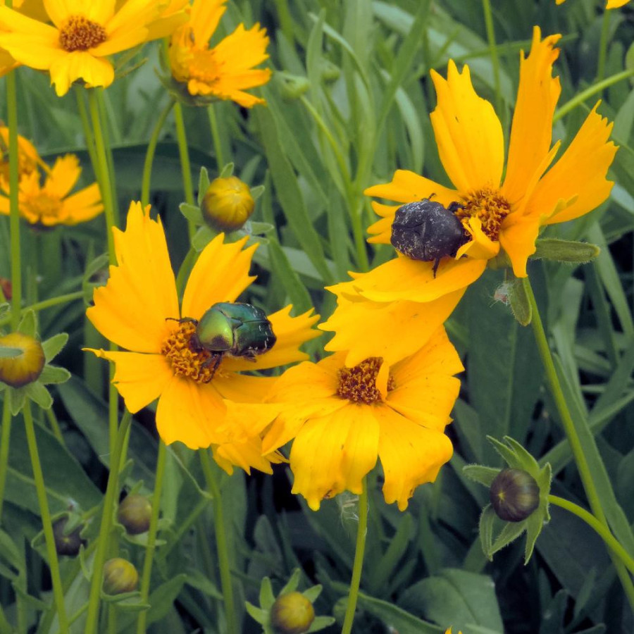Plantes Vivaces COREOPSIS lanceolata 'Launa' - Coréopsis lancéolé en vente - Pépinière Lepage .