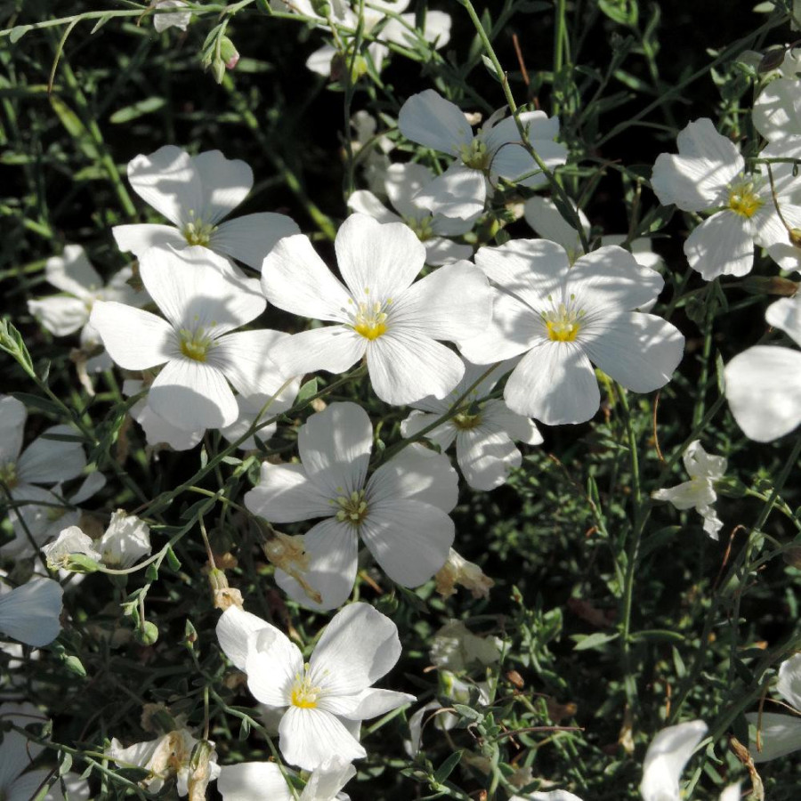 Plantes Vivaces LINUM perenne 'Diamant' - Lin en vente - Lin vivace en vente - Pépinière Lepage .