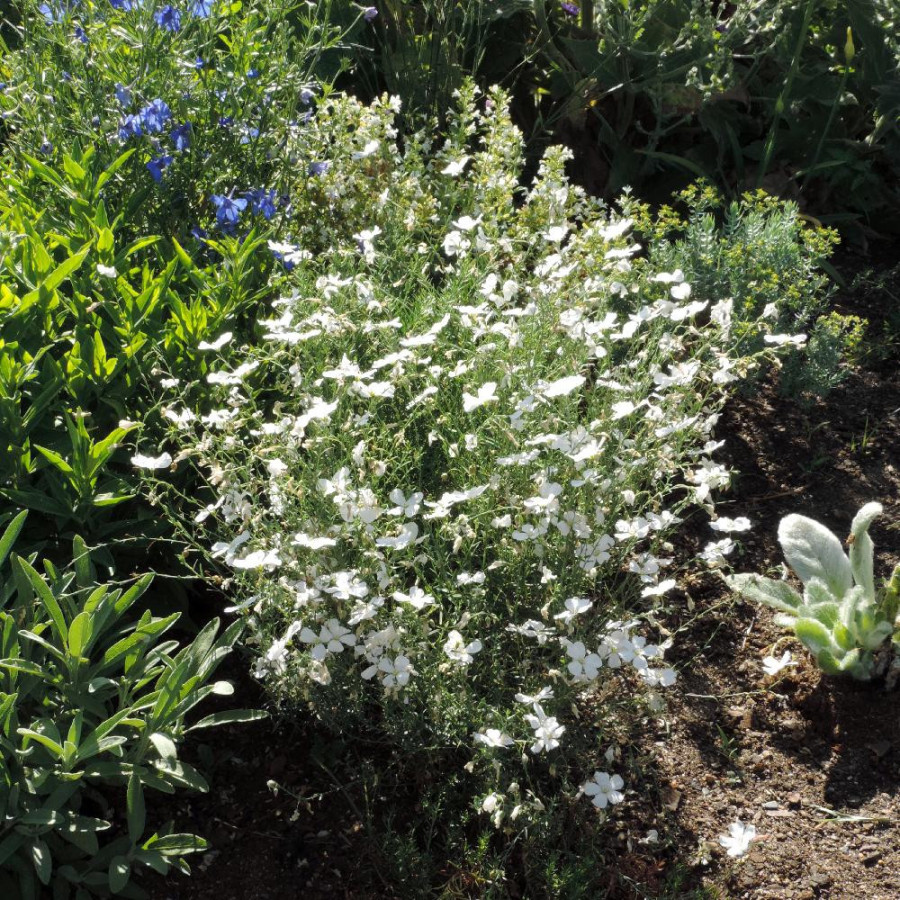 Plantes Vivaces LINUM perenne 'Diamant' - Lin en vente - Lin vivace en vente - Pépinière Lepage .