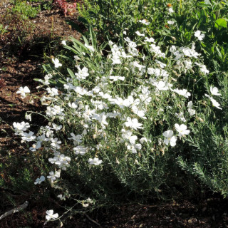 Plantes Vivaces LINUM perenne 'Diamant' - Lin en vente - Lin vivace en vente - Pépinière Lepage .