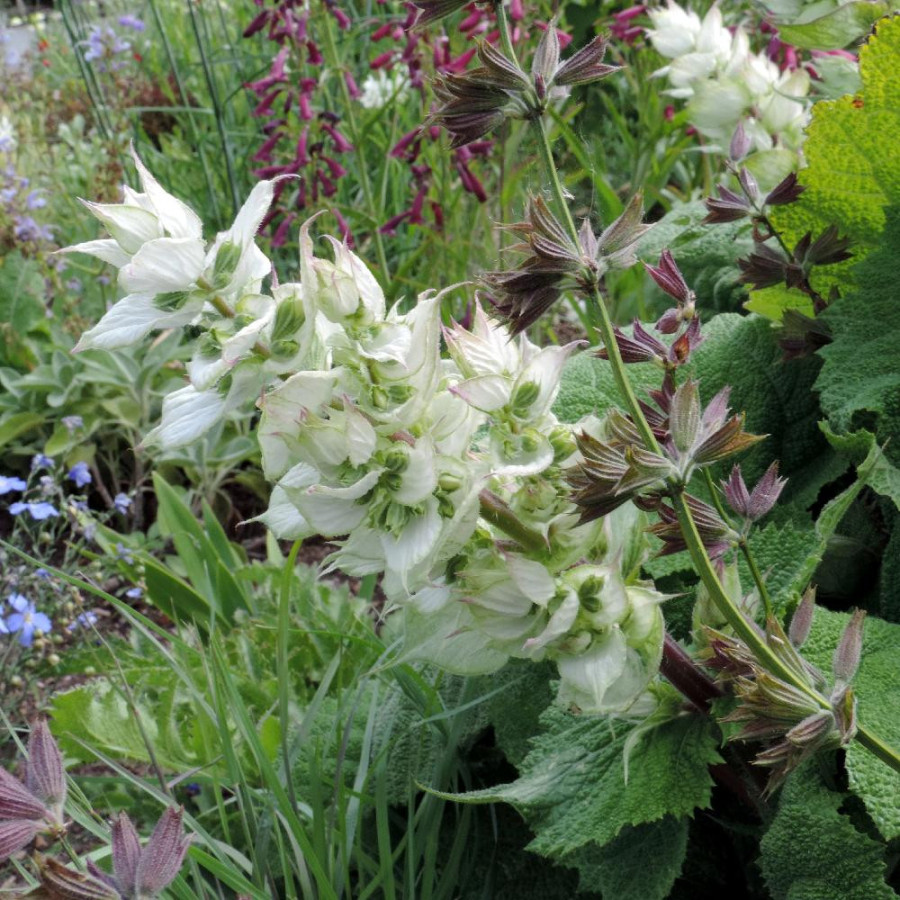 Plantes Vivaces SALVIA sclarea 'Vatican White' - Sauge en vente - Sauge musquée en vente - Pépinière Lepage .
