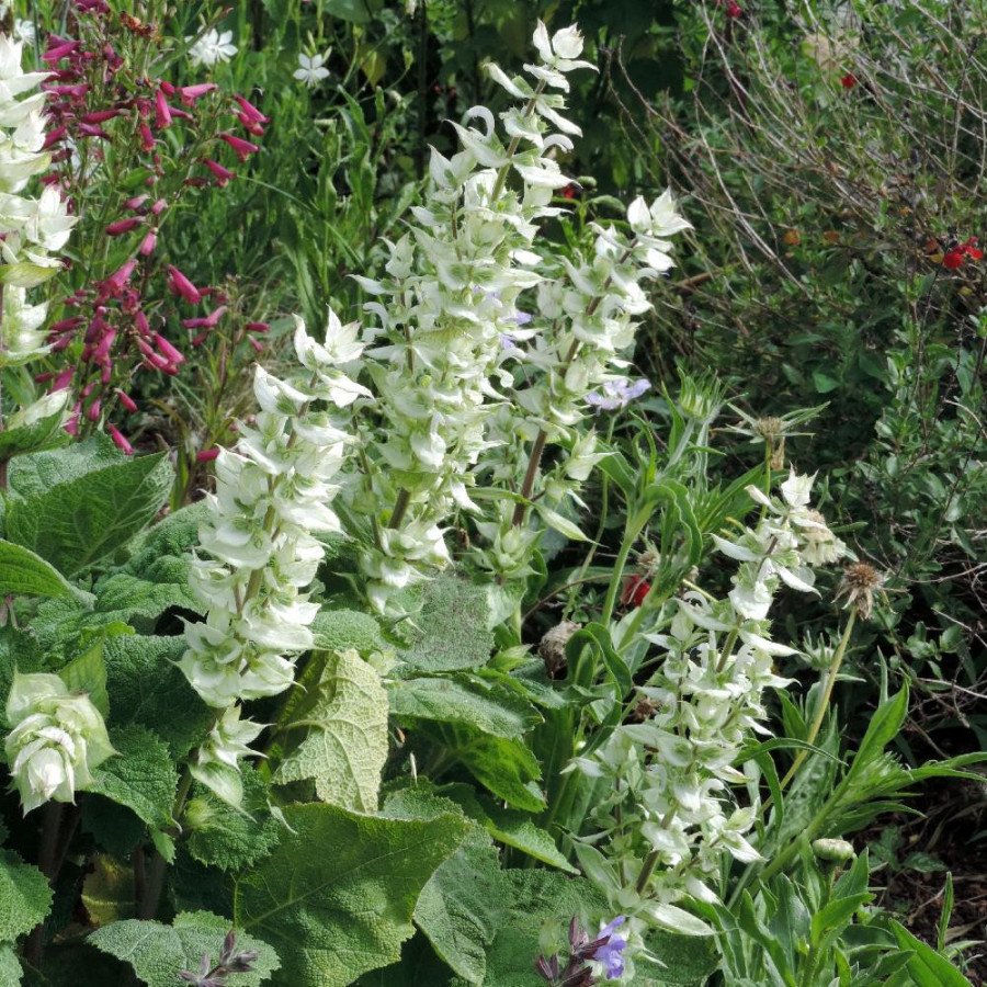 Plantes Vivaces SALVIA sclarea 'Vatican White' - Sauge en vente - Sauge musquée en vente - Pépinière Lepage .