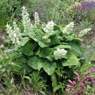 Plantes Vivaces SALVIA sclarea 'Vatican White' - Sauge en vente - Sauge musquée en vente - Pépinière Lepage .