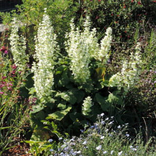 Plantes Vivaces SALVIA sclarea 'Vatican White' - Sauge en vente - Sauge musquée en vente - Pépinière Lepage .