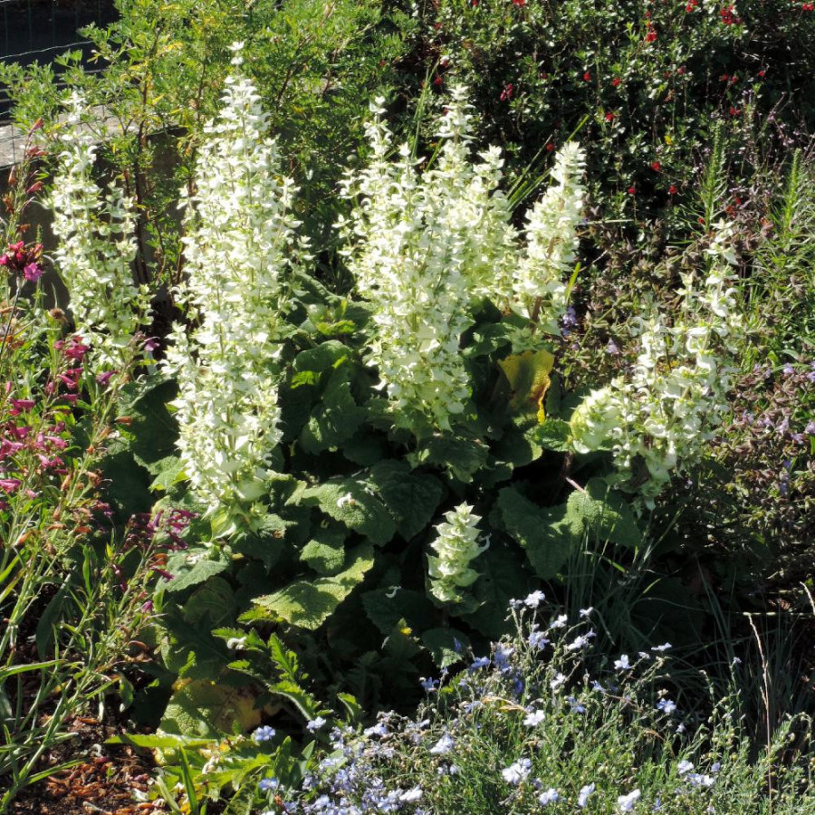 Plantes Vivaces SALVIA sclarea 'Vatican White' - Sauge en vente - Sauge musquée en vente - Pépinière Lepage .
