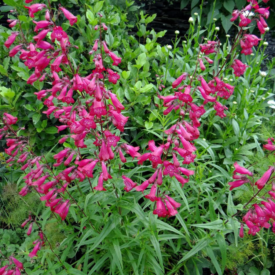 Plantes Vivaces PENSTEMON 'Schoenholzeri' - Galane en vente - Pépinière Lepage .