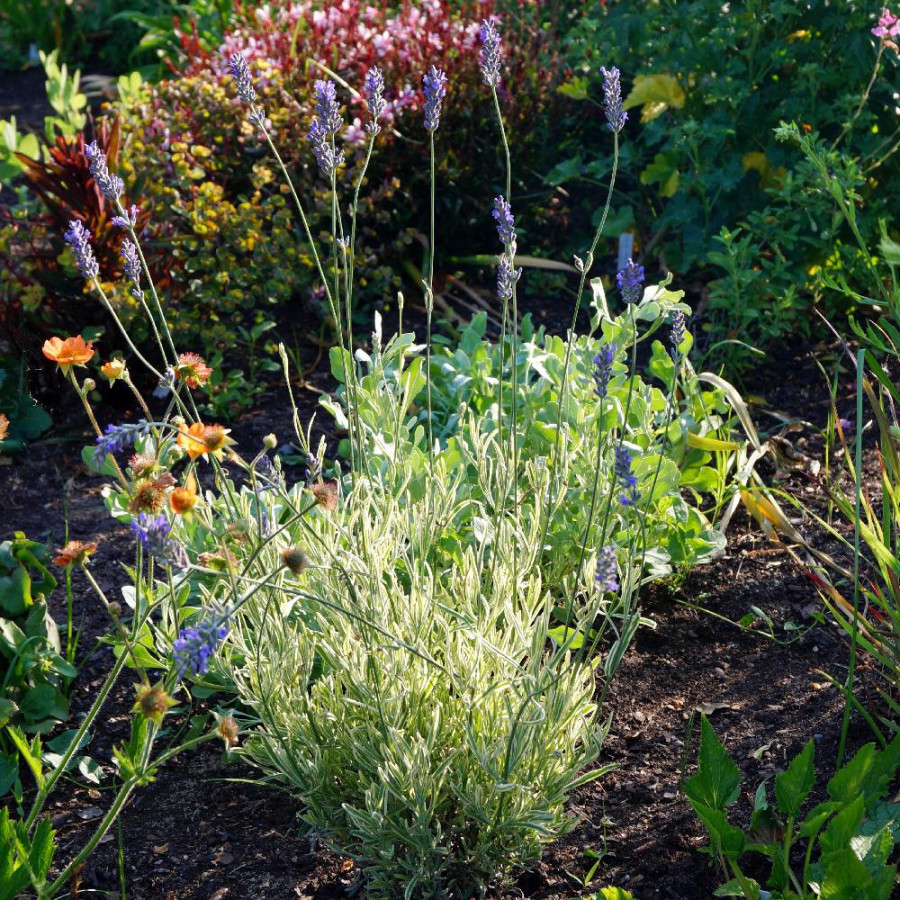 Plantes Vivaces LAVANDULA angustifolia 'Platinum Blonde' ® - Lavande vraie en vente - Pépinière Lepage .