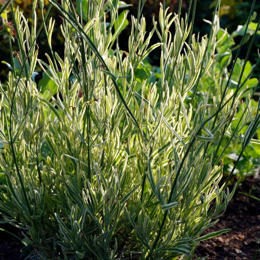 Plantes Vivaces LAVANDULA angustifolia 'Platinum Blonde' ® - Lavande vraie en vente - Pépinière Lepage .
