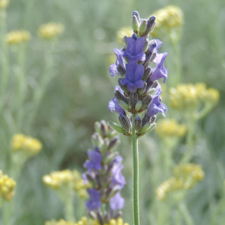Plantes Vivaces LAVANDULA angustifolia 'Platinum Blonde' ® - Lavande vraie en vente - Pépinière Lepage .