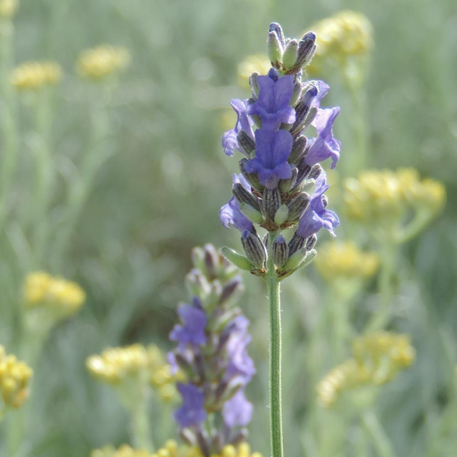 Plantes Vivaces LAVANDULA angustifolia 'Platinum Blonde' ® - Lavande vraie en vente - Pépinière Lepage .
