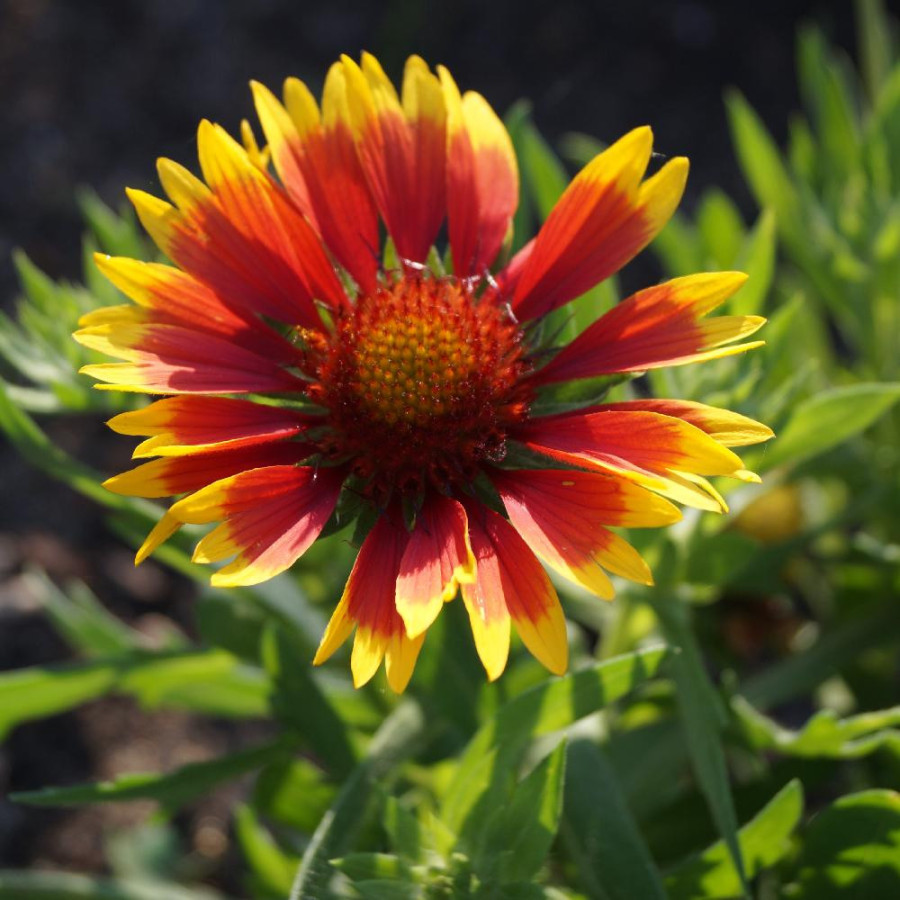 Plantes Vivaces GAILLARDIA 'Kobold' - Gaillarde en vente - Pépinière Lepage .