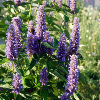 Plantes Vivaces AGASTACHE rugosa - Menthe Coréenne en vente - Agastache en vente - Pépinière Lepage .