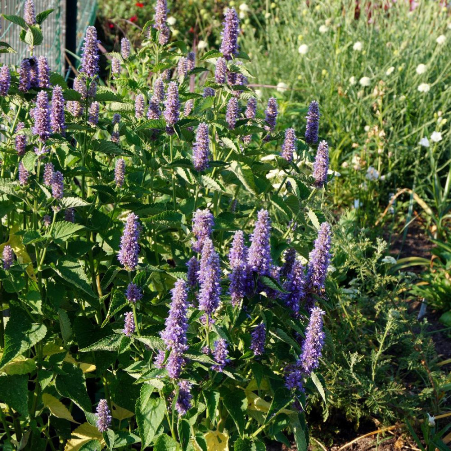 Plantes Vivaces AGASTACHE rugosa - Menthe Coréenne en vente - Agastache en vente - Pépinière Lepage .