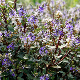 HEBE 'Caledonia'