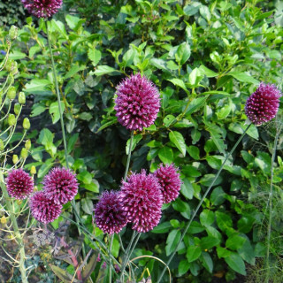 Plantes Vivaces ALLIUM sphaerocephalon  - Ail d'ornement en vente - Ail à tête ronde en vente - Pépinière Lepage .