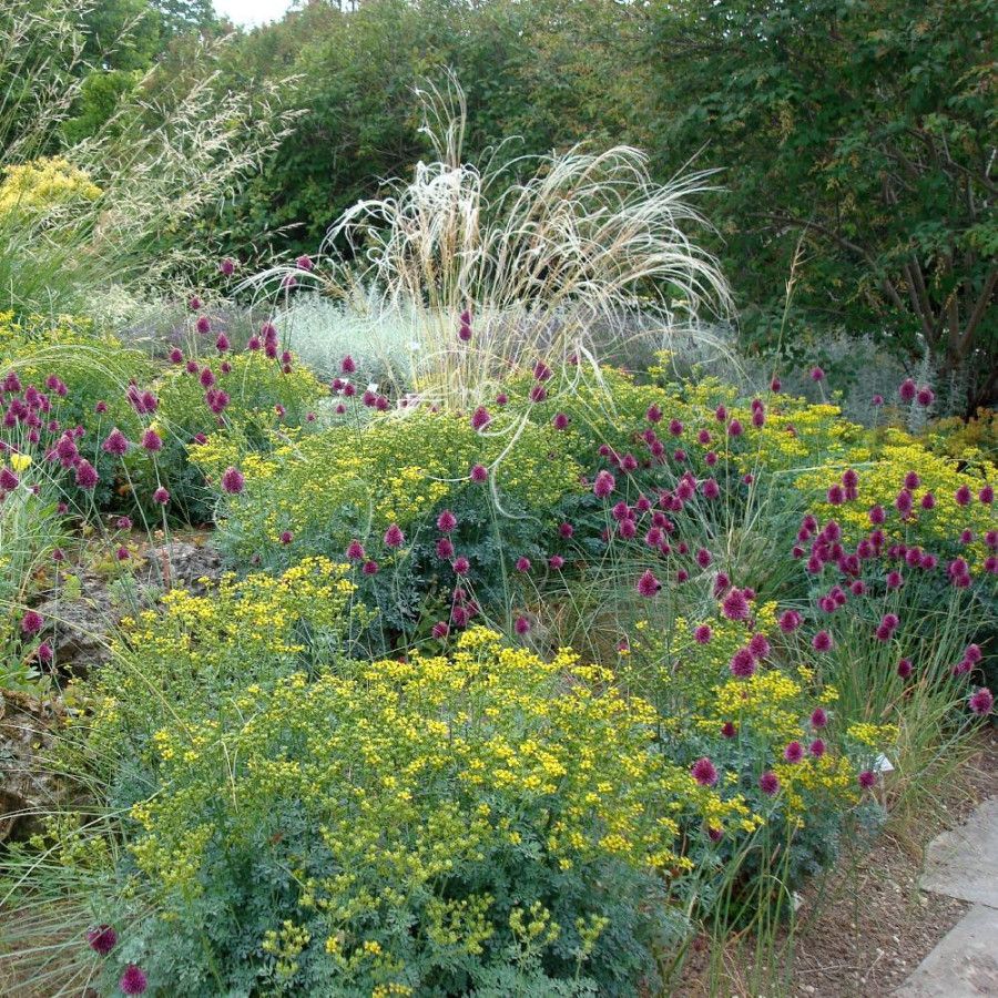 Plantes Vivaces ALLIUM sphaerocephalon  - Ail d'ornement en vente - Ail à tête ronde en vente - Pépinière Lepage .