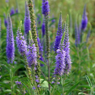 Plantes Vivaces VERONICA longifolia 'Blauriesin' - Véronique en vente - Pépinière Lepage .