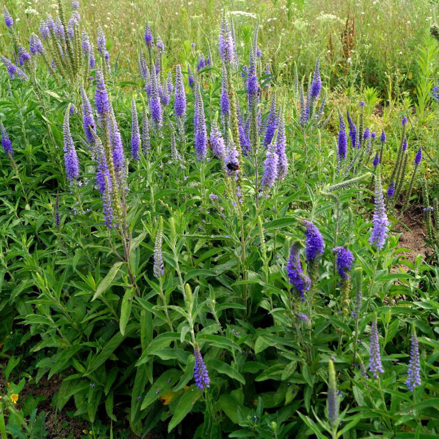Plantes Vivaces VERONICA longifolia 'Blauriesin' - Véronique en vente - Pépinière Lepage .