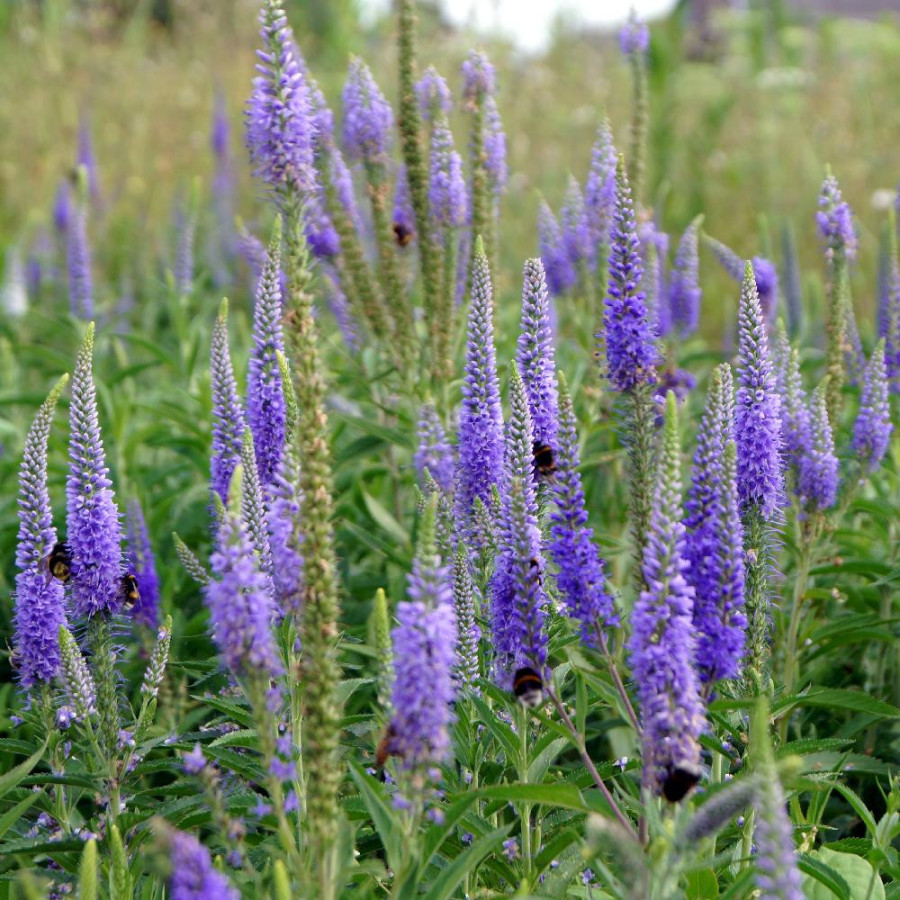 Plantes Vivaces VERONICA longifolia 'Blauriesin' - Véronique en vente - Pépinière Lepage .