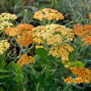 Plantes Vivaces ACHILLEA 'Terracotta' - Achillée en vente - Pépinière Lepage .