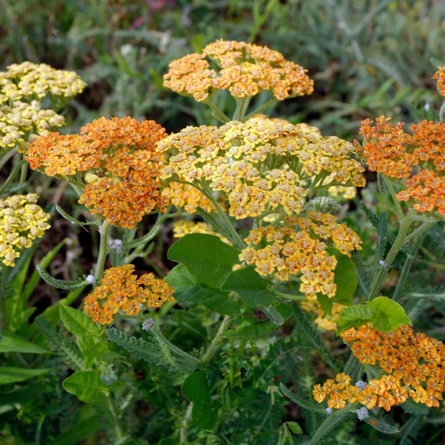 Plantes Vivaces ACHILLEA 'Terracotta' - Achillée en vente - Pépinière Lepage .