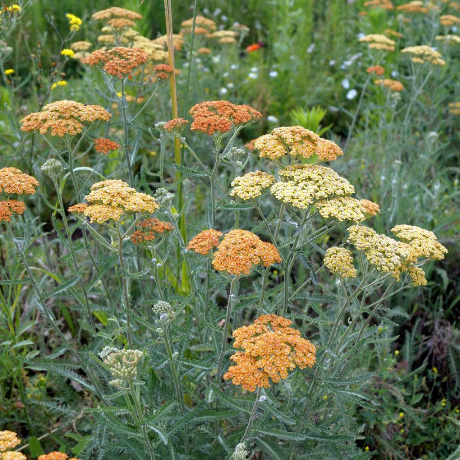 Plantes Vivaces ACHILLEA 'Terracotta' - Achillée en vente - Pépinière Lepage .