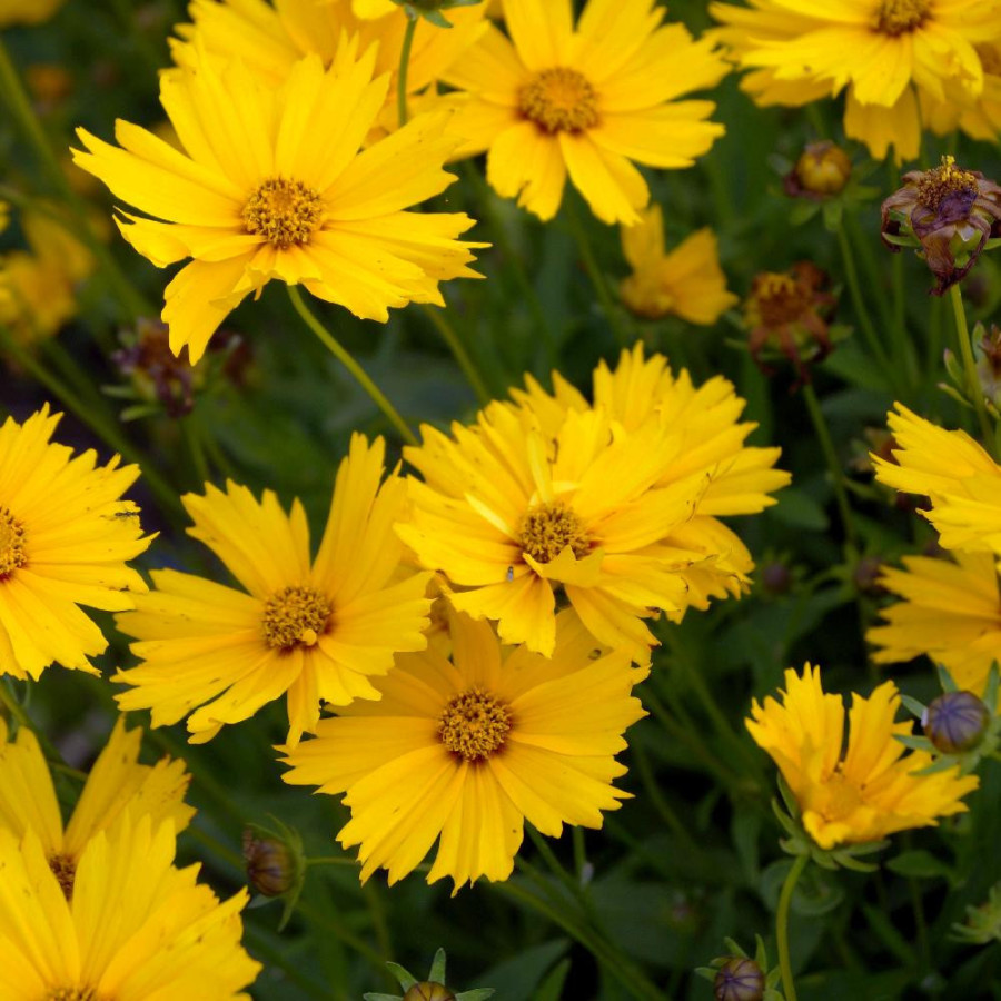 Plantes Vivaces COREOPSIS auriculata - Coréopsis auriculé en vente - Pépinière Lepage .