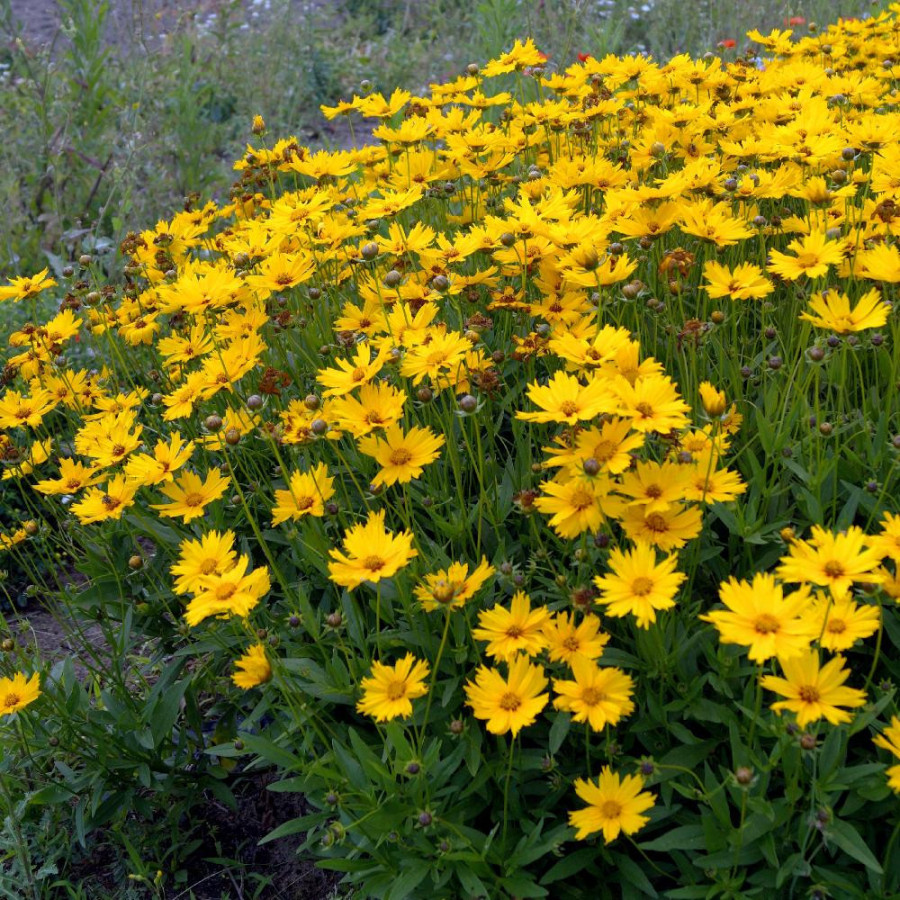 Plantes Vivaces COREOPSIS auriculata - Coréopsis auriculé en vente - Pépinière Lepage .
