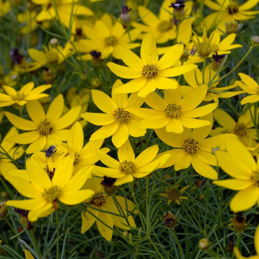 Plantes Vivaces COREOPSIS verticillata 'Zagreb' - Coréopsis verticillé en vente - Pépinière Lepage .
