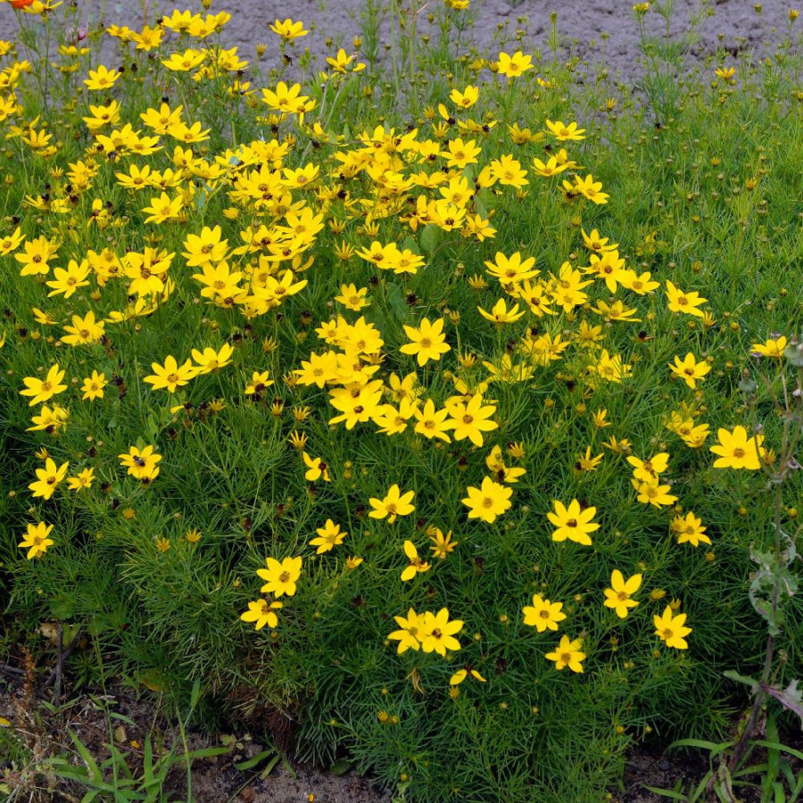 Plantes Vivaces COREOPSIS verticillata 'Zagreb' - Coréopsis verticillé en vente - Pépinière Lepage .