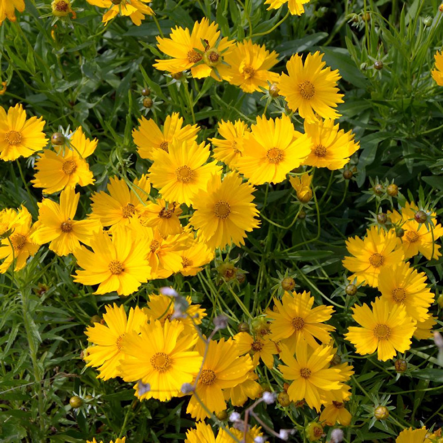 Plantes Vivaces COREOPSIS grandiflora 'Mayfield Giant' - Coréopsis à grandes fleurs en vente - Pépinière Lepage .