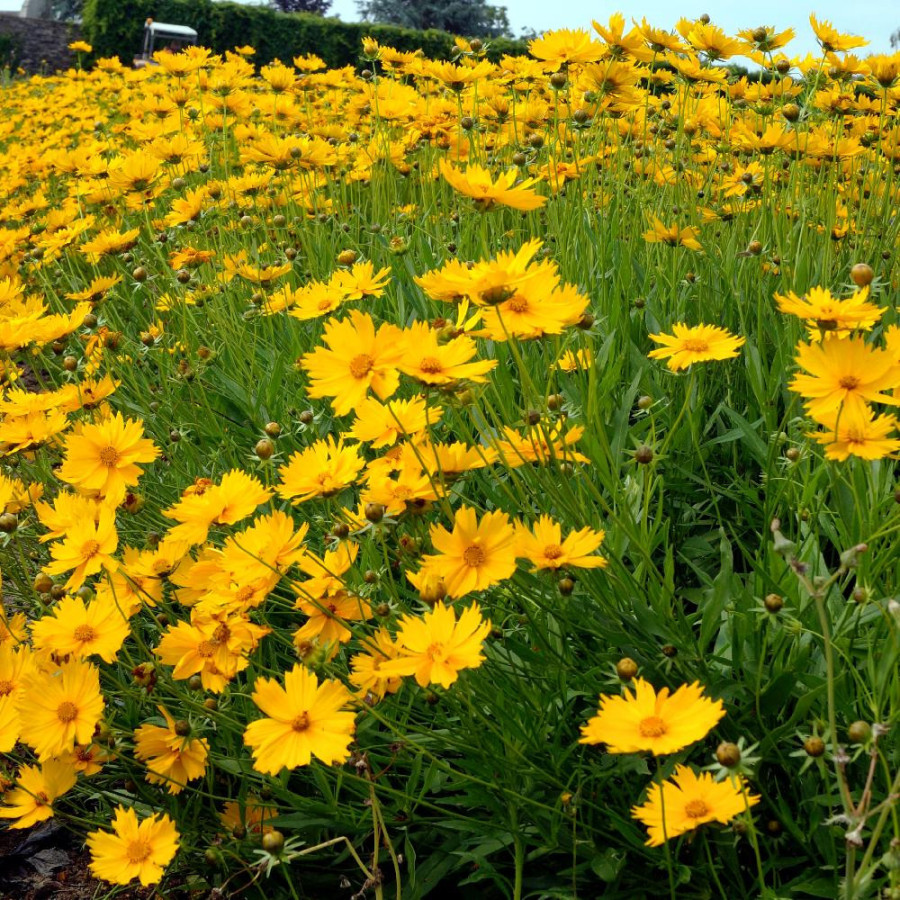 Plantes Vivaces COREOPSIS grandiflora 'Mayfield Giant' - Coréopsis à grandes fleurs en vente - Pépinière Lepage .