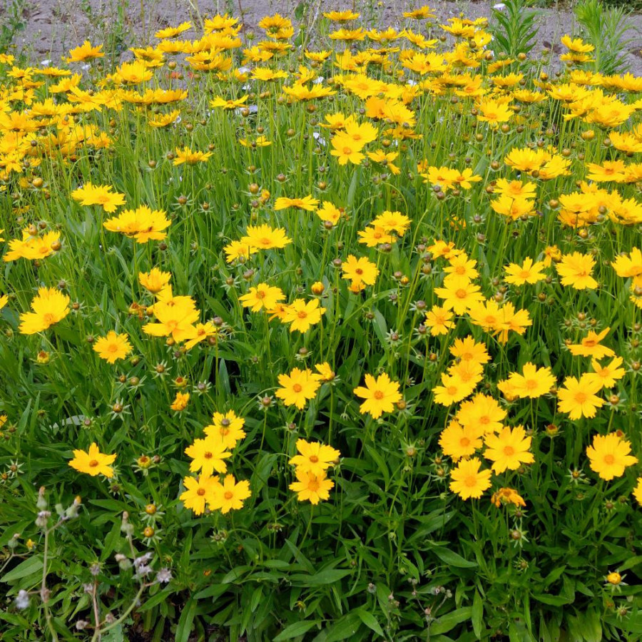 Plantes Vivaces COREOPSIS grandiflora 'Mayfield Giant' - Coréopsis à grandes fleurs en vente - Pépinière Lepage .
