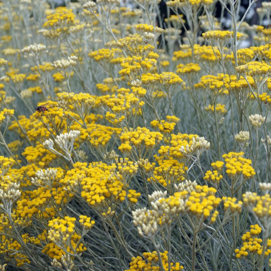 Plantes Vivaces HELICHRYSUM italicum ssp. serotinum - Immortelle en vente - Herbe au curry en vente - Pépinière Lepage .