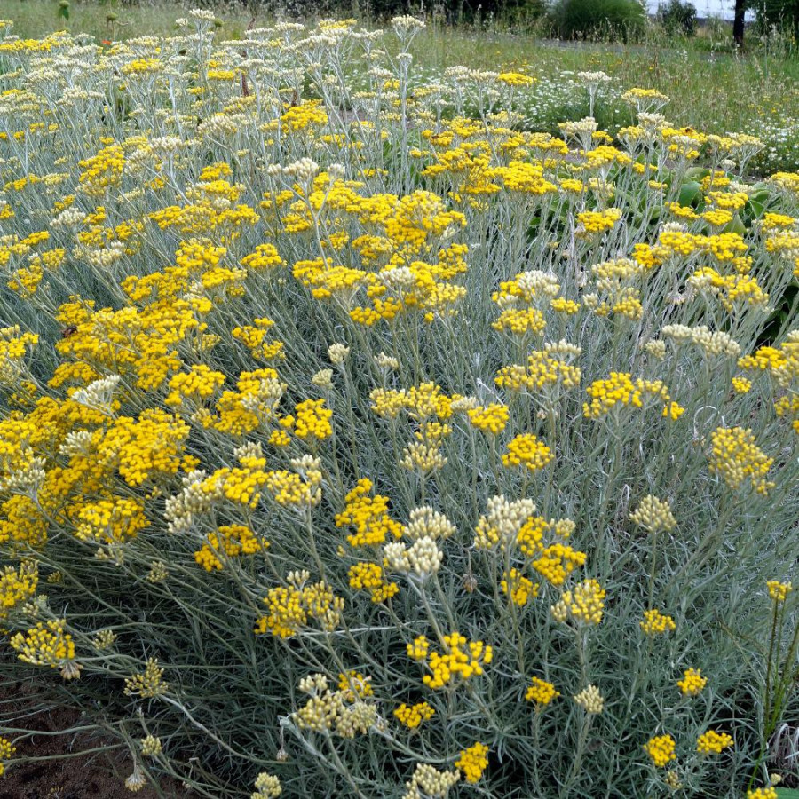 Plantes Vivaces HELICHRYSUM italicum ssp. serotinum - Immortelle en vente - Herbe au curry en vente - Pépinière Lepage .