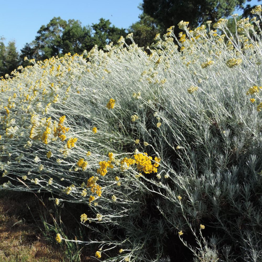 Plantes Vivaces HELICHRYSUM italicum ssp. serotinum - Immortelle en vente - Herbe au curry en vente - Pépinière Lepage .